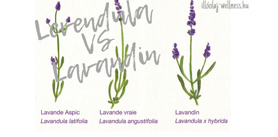 Különbség a levendula és lavandin között. Miért értékesebb a levendula?
