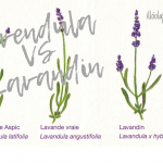 Mi a különbség a levendula és lavandin között?