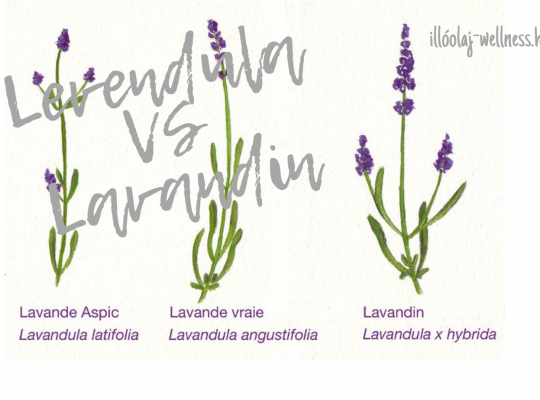 Különbség a levendula és lavandin között. Miért értékesebb a levendula?